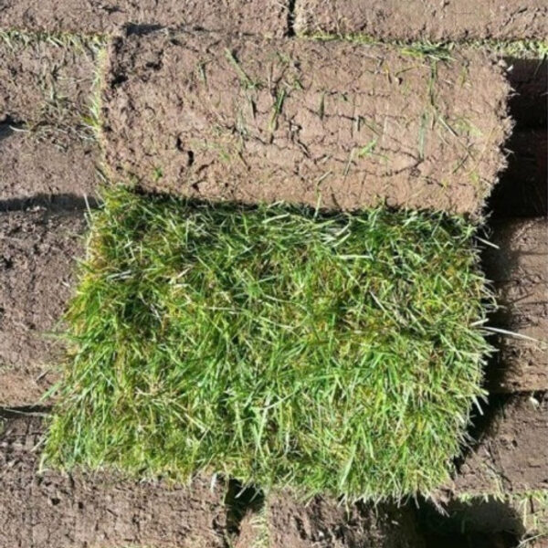 Budget Lawn Turf