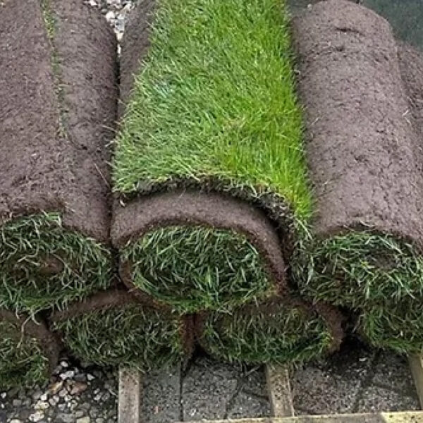 Standard Lawn Turf