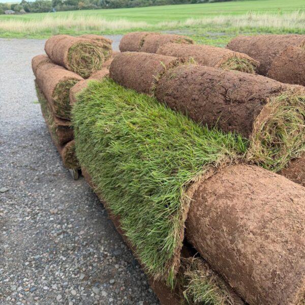 Standard Lawn Turf (sq yd Roll)
