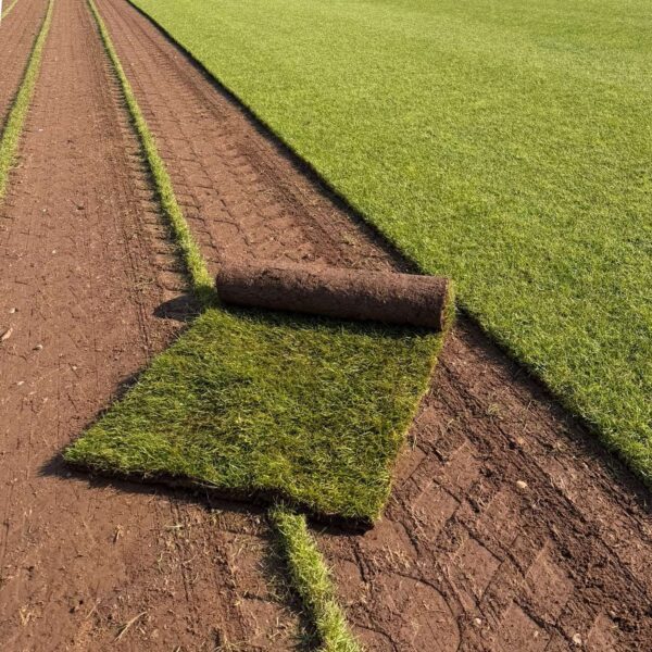 Premium Lawn Turf (sq m Roll)